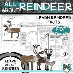 an all about reindeer book with pictures and text