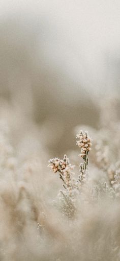 some very pretty flowers in the middle of some brown and white grass with blurry background