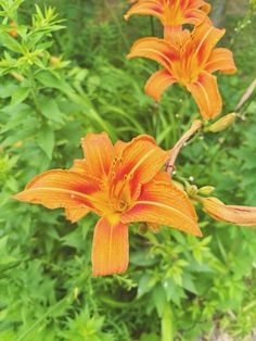 an orange flower in the middle of some green plants
