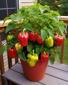 a potted plant with red, yellow and green peppers in it on a porch