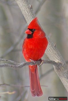 a red bird sitting on top of a tree branch