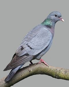 a bird sitting on top of a tree branch with green and blue markings in it's feathers