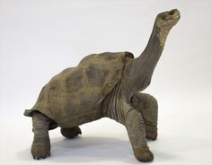 a statue of a tortoise is shown on a white background