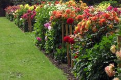 many different types of flowers in the garden