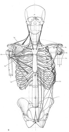 a diagram of the human body with muscles