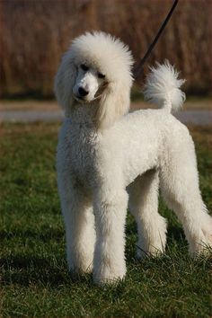 a white poodle standing on top of a lush green field