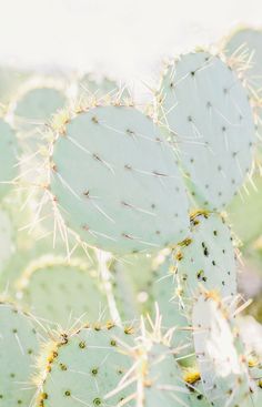 many green cactus plants in the sun