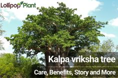 a large tree with the words kalpa vrksha tree care benefits, story and more