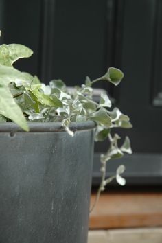 a potted plant sitting on top of a wooden table next to a black door