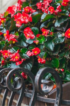 red flowers are growing on the side of a fence