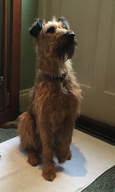 a brown dog sitting on top of a white rug next to a door and looking up