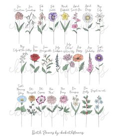 an illustration of flowers with the names of each flower and their corresponding stems, all in different colors