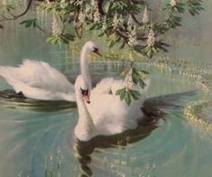 two white swans swimming in the water under a tree with flowers on it's branches