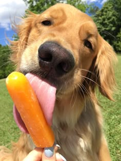 a golden retriever holding a carrot and sticking it's tongue out