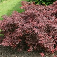 a small tree with red leaves in the middle of some grass and bushes behind it