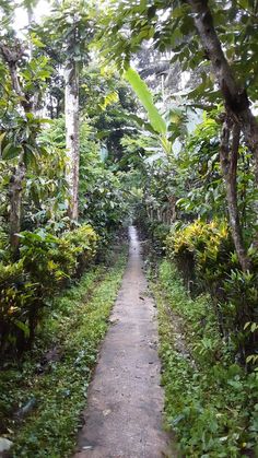 a dirt path surrounded by trees and bushes