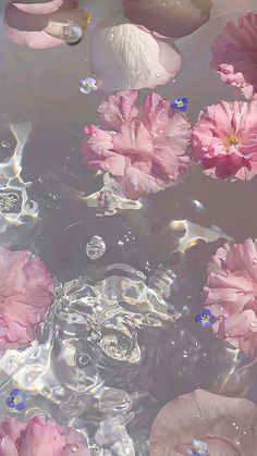 pink flowers floating on top of water in a pond with ripples and bubbles around them