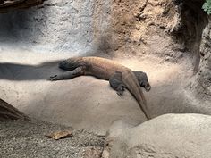 an animal that is laying down on the ground near some rocks and dirt in its habitat