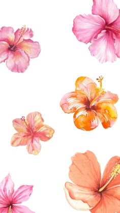 four pink and orange flowers on a white background