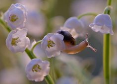 a snail crawling on top of white flowers