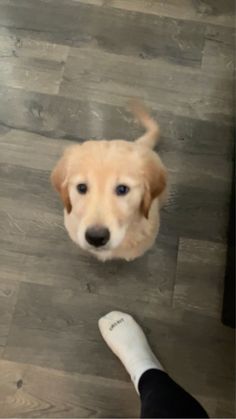 a dog looking up at the camera while someone is standing next to it on the floor