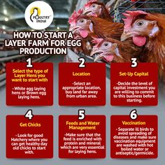 how to start a layer farm for egg production info graphic by golet's north