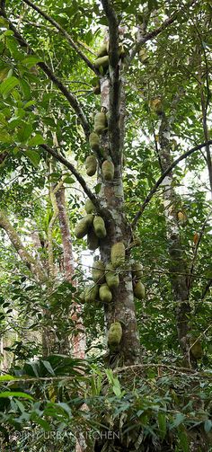 the fruit is growing on the tree in the forest