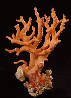 an orange coral on a black background