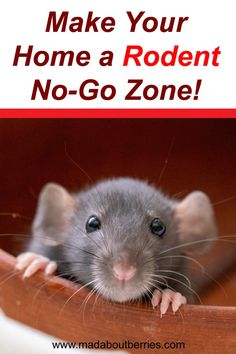 a mouse sitting on top of a wooden table with the words make your home a rodent no - go zone