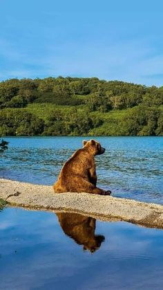 a brown bear sitting on the edge of a lake