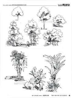 four different types of trees and plants in chinese writing, with the words'plant life '