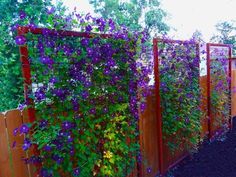 purple flowers growing on the side of a wooden fence