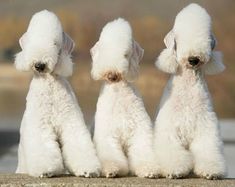 three white poodle puppies sitting next to each other