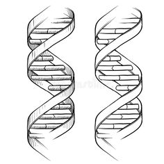 the double spiral structure of a human cell, hand drawn doodle style royalty illustration