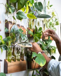 Hilton Carter Plant Doctor Industrial Loft Home Photos | Apartment Therapy Plant Doctor, Plants Kitchen, Fiddle Leaf Tree, Plant Tips, Eco Friendly Kitchen, Wall Garden, Fruit Plants, Fake Plants