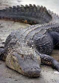 two alligators laying on the ground next to each other