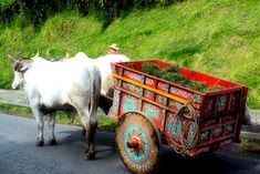 a white cow pulling a colorfully painted cart down the street in front of a grassy hill