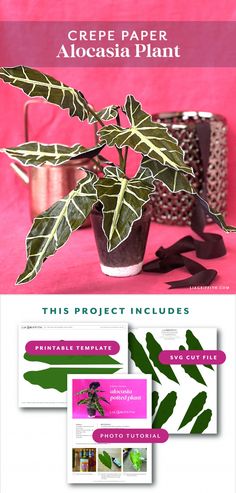 a plant with green leaves on it and the words crepe paper alocasia plant