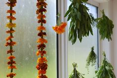 orange flowers hanging from the side of a window