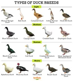 different types of ducks are shown in this chart