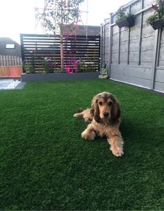 a brown and black dog laying on top of a green grass covered yard next to a fence