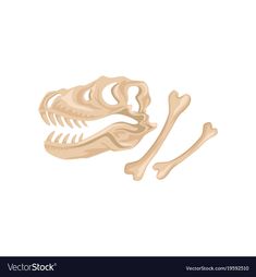 an animal skeleton and bones on a white background