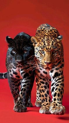 two black and brown leopards standing next to each other on a red background with one looking at the camera