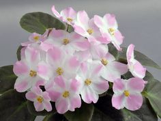 pink and white flowers in a vase on a gray table top, with green leaves