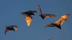 four bats flying in the air with their wings spread wide and open, against a blue sky