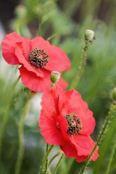 two red flowers with green stems in the foreground