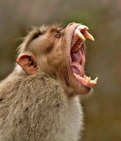 a monkey with its mouth open and it's teeth wide open, showing the fangs