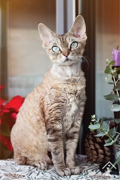 a cat with blue eyes sitting in front of a window