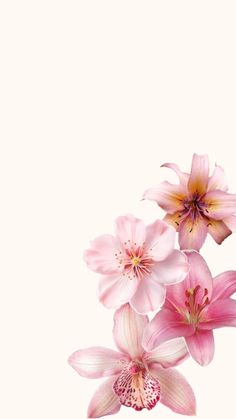 some pink flowers are in a glass vase