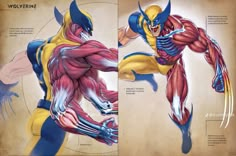 two pictures of wolverine in different poses, one showing his muscles and the other showing his muscles